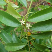 Erythroxylum zeylanicum O.E.Schulz